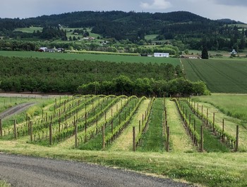 Stewart Vineyard Tour & Picnic