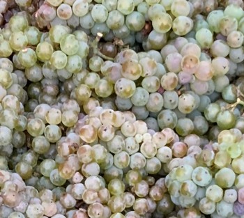 2021 Skin Contact Pinot Blanc